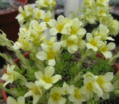 Saxifraga 'Gregor Mendel' 